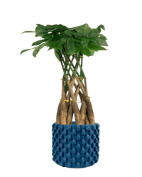 Pachira Grove (Spiral Combo) - grow pot - Potted plant - Tumbleweed Plants - Online Plant Delivery Singapore