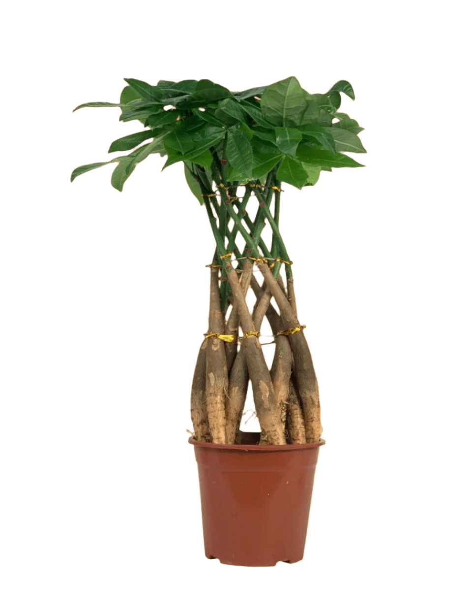 Pachira Grove (Spiral Combo) - grow pot - Potted plant - Tumbleweed Plants - Online Plant Delivery Singapore