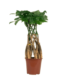 Pachira Grove (Spiral Combo) - grow pot - Potted plant - Tumbleweed Plants - Online Plant Delivery Singapore