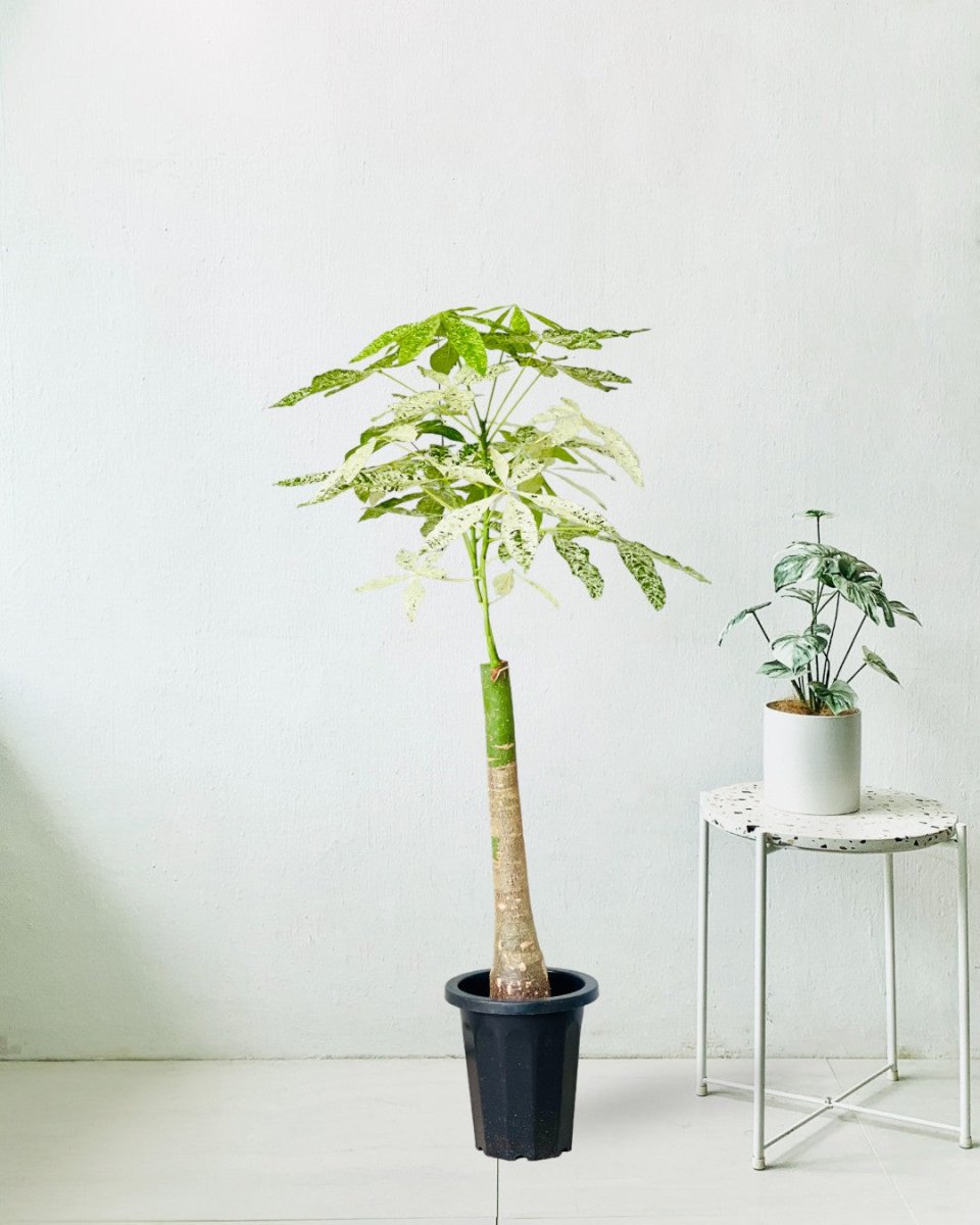 Grow Pot