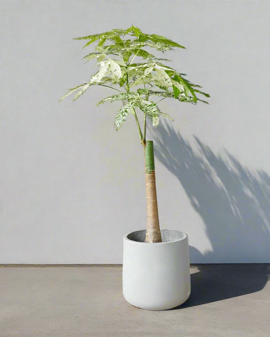 Pachira Milky Way - grow pot - Potted plant - Tumbleweed Plants - Online Plant Delivery Singapore