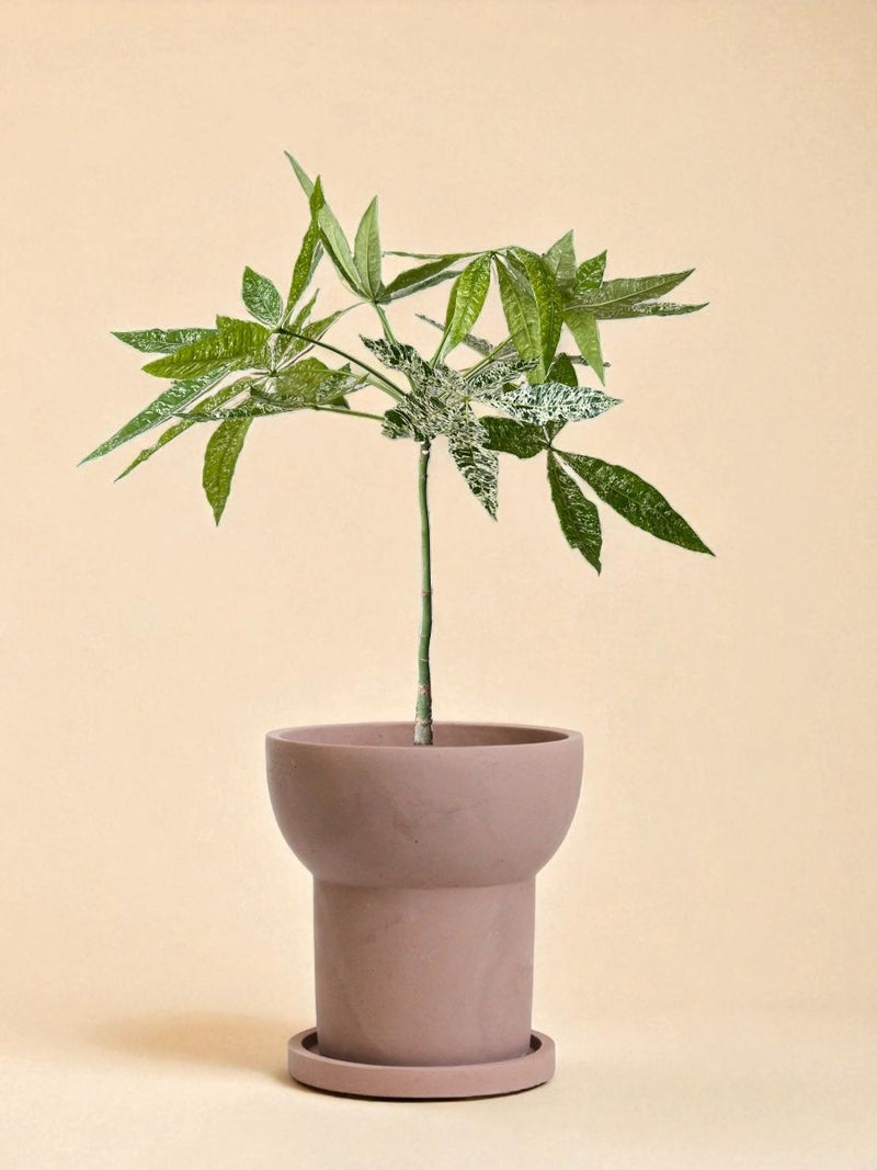 Pachira Milky Way Japan - Potted plant - POTT - PACH - GRW - 7249 - Tumbleweed Plants - Online Plant Delivery Singapore
