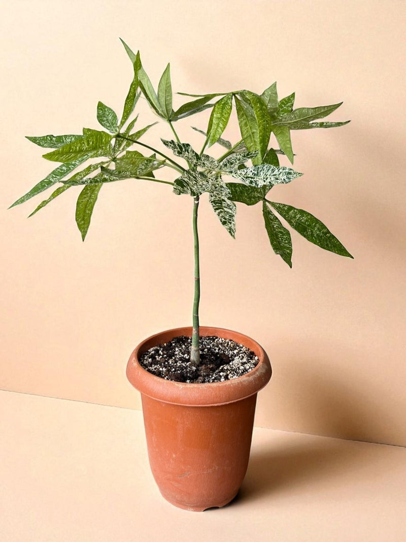 Pachira Milky Way Japan - Potted plant - POTT - PACH - GRW - 7249 - Tumbleweed Plants - Online Plant Delivery Singapore