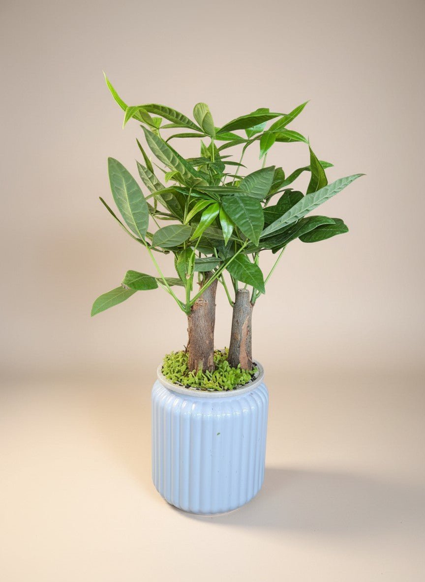 Skyrocket Hydro - Self Watering - Plant Arrangement -  - Tumbleweed Plants - Online Plant Delivery Singapore