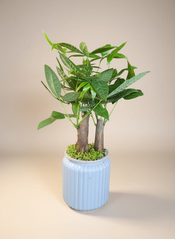 Tumbleweed Plants