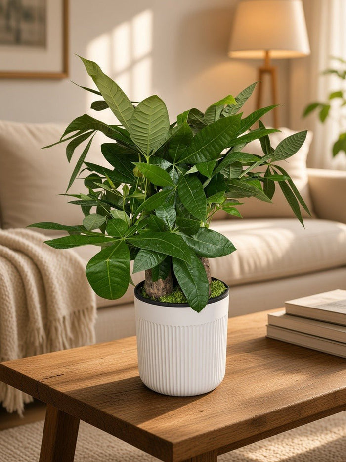 Pachira Triple Hydro – Self-Watering Money Tree - Plant Arrangement -  - Tumbleweed Plants - Online Plant Delivery Singapore