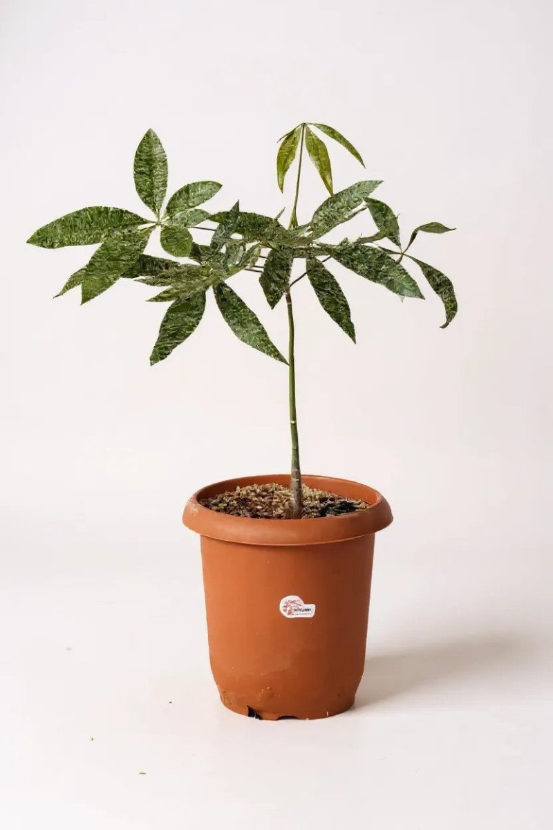 Pachira Milky Way Japan - Potted plant - POTT - PACH - GRW - 7249 - Tumbleweed Plants - Online Plant Delivery Singapore
