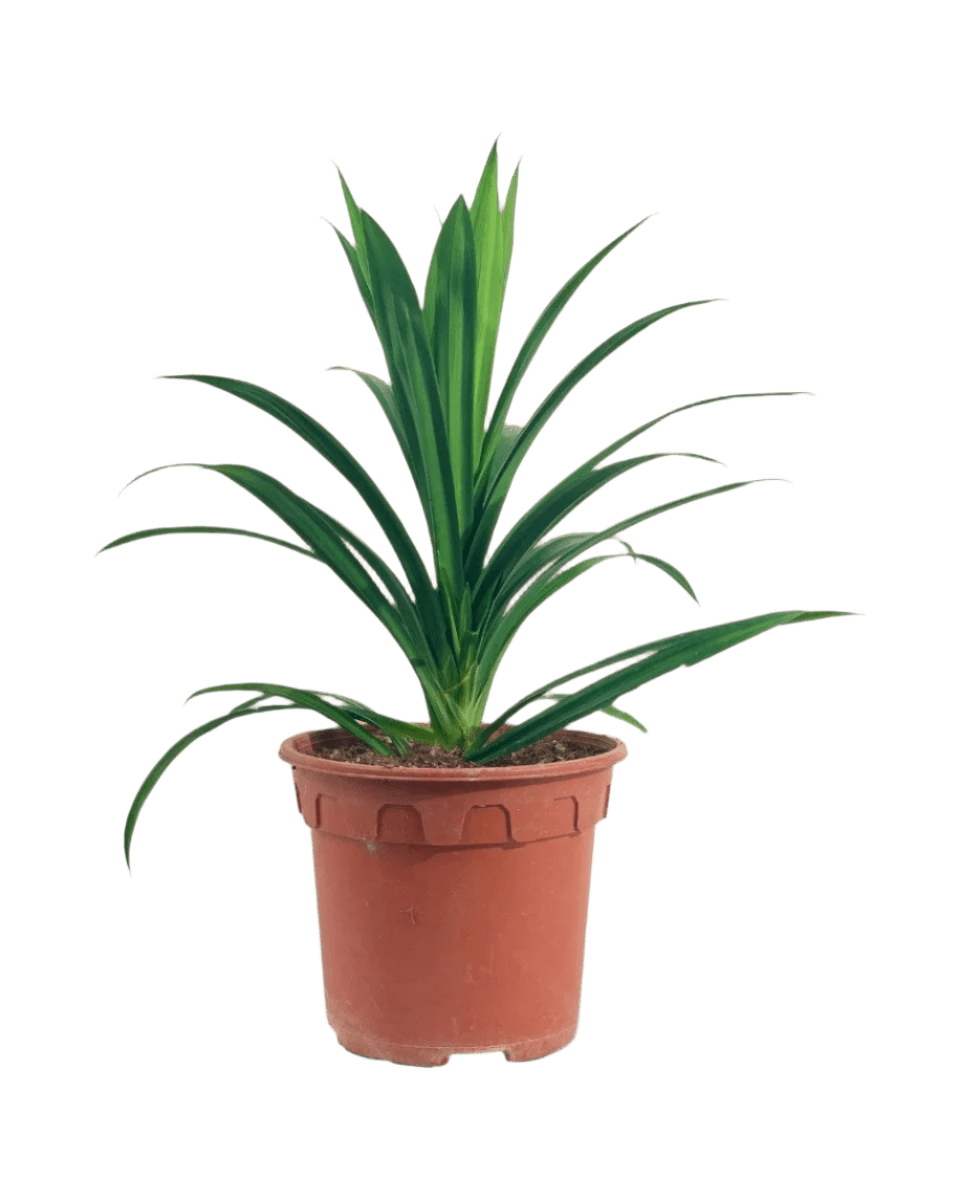 Pandan Plant - Potted plant - POTT - PAND - GRW - 5218 - Tumbleweed Plants - Online Plant Delivery Singapore