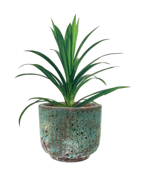 Pandan Plant - grow pot - Potted plant - Tumbleweed Plants - Online Plant Delivery Singapore