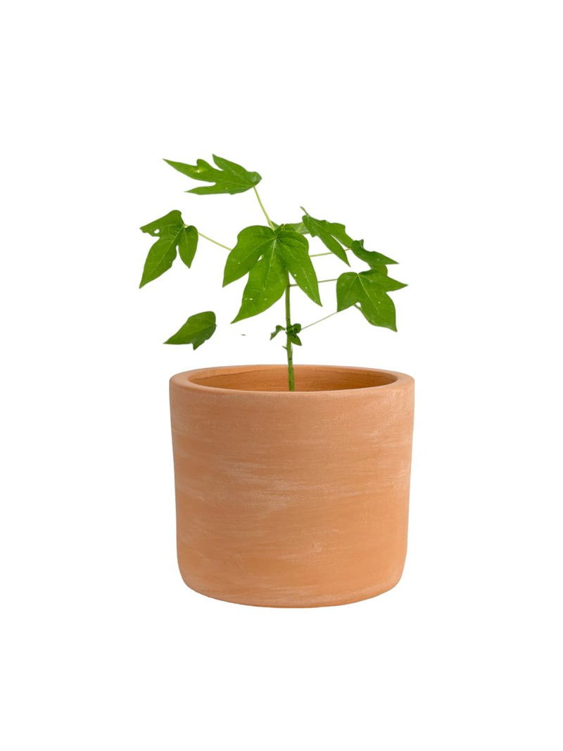 Papaya Plant (0.3m) - grow pot - Potted plant - Tumbleweed Plants - Online Plant Delivery Singapore