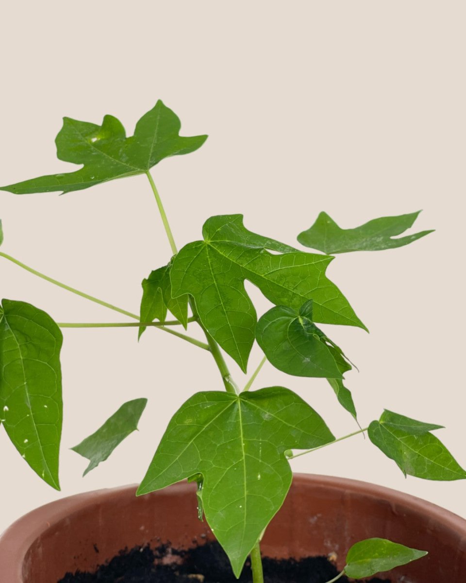 Papaya Plant (0.3m) - grow pot - Potted plant - Tumbleweed Plants - Online Plant Delivery Singapore