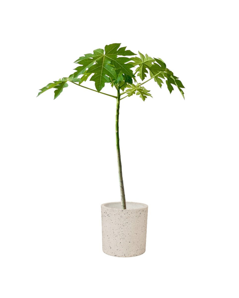 Papaya Plant - grow pot - Potted plant - Tumbleweed Plants - Online Plant Delivery Singapore