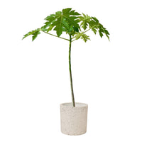 Papaya Plant (0.6m)