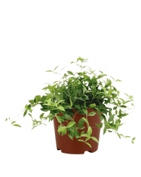 Parallel Peperomia - Potted plant - JUST - PARA - GRW - 2614 - Tumbleweed Plants - Online Plant Delivery Singapore