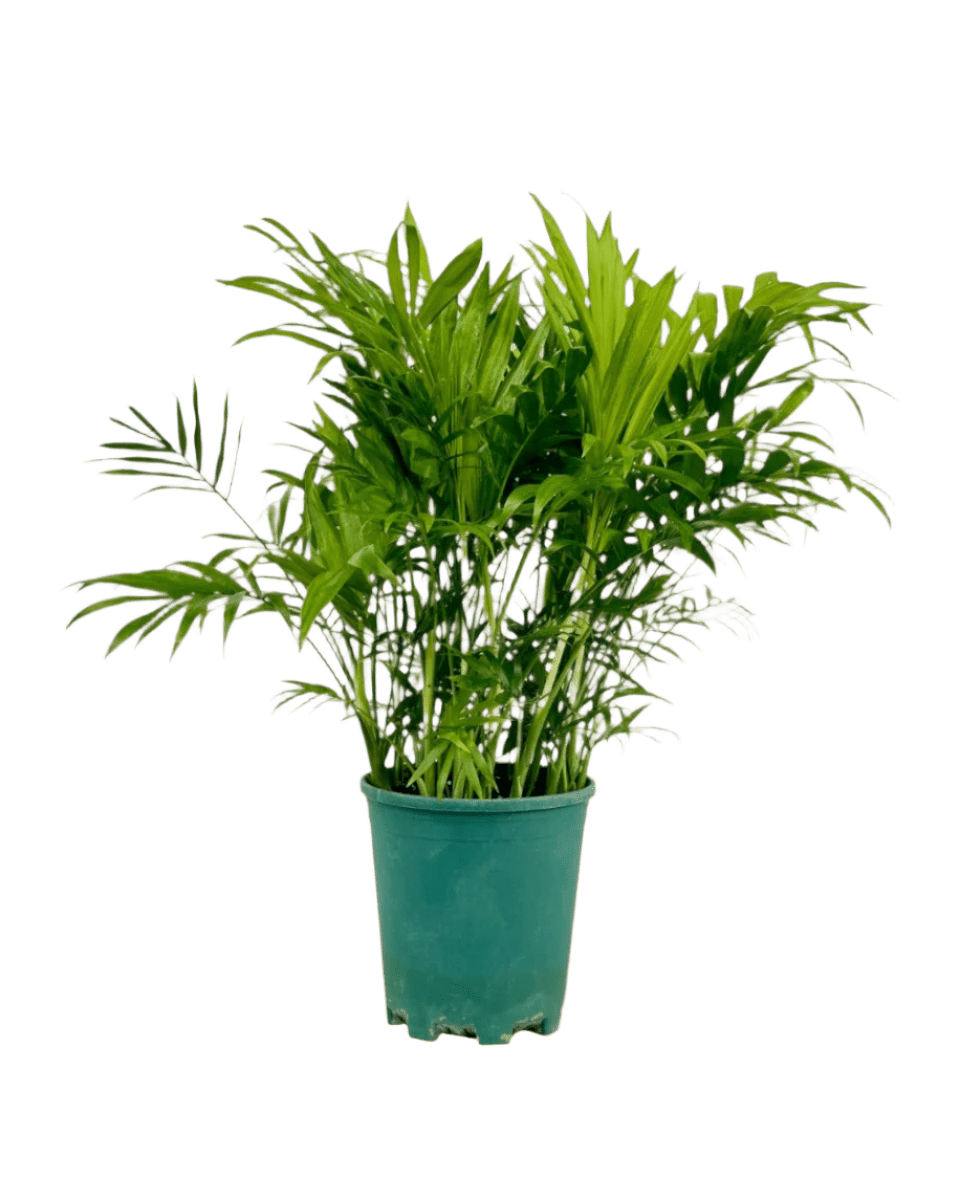 Parlour Palm - Potted plant - POTT - PARL - GRW - 5334 - Tumbleweed Plants - Online Plant Delivery Singapore