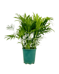 Parlour Palm - Potted plant - POTT - PARL - GRW - 5334 - Tumbleweed Plants - Online Plant Delivery Singapore