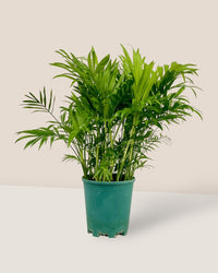 Parlour Palm - grow pot - Potted plant - Tumbleweed Plants - Online Plant Delivery Singapore