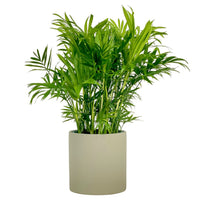 Parlour Palm