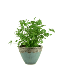 Parsley - Potted plant - POTT - PARS - GRW - 5821 - Tumbleweed Plants - Online Plant Delivery Singapore