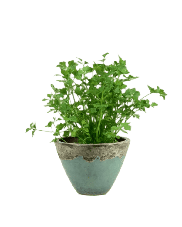 Parsley - Potted plant - POTT - PARS - GRW - 5821 - Tumbleweed Plants - Online Plant Delivery Singapore