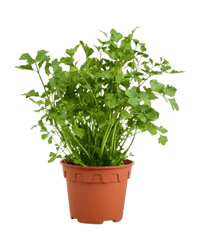 Parsley - Potted plant - POTT - PARS - GRW - 5821 - Tumbleweed Plants - Online Plant Delivery Singapore