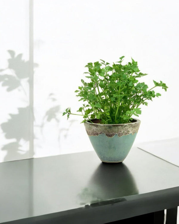 Parsley - Potted plant - POTT - PARS - GRW - 5821 - Tumbleweed Plants - Online Plant Delivery Singapore