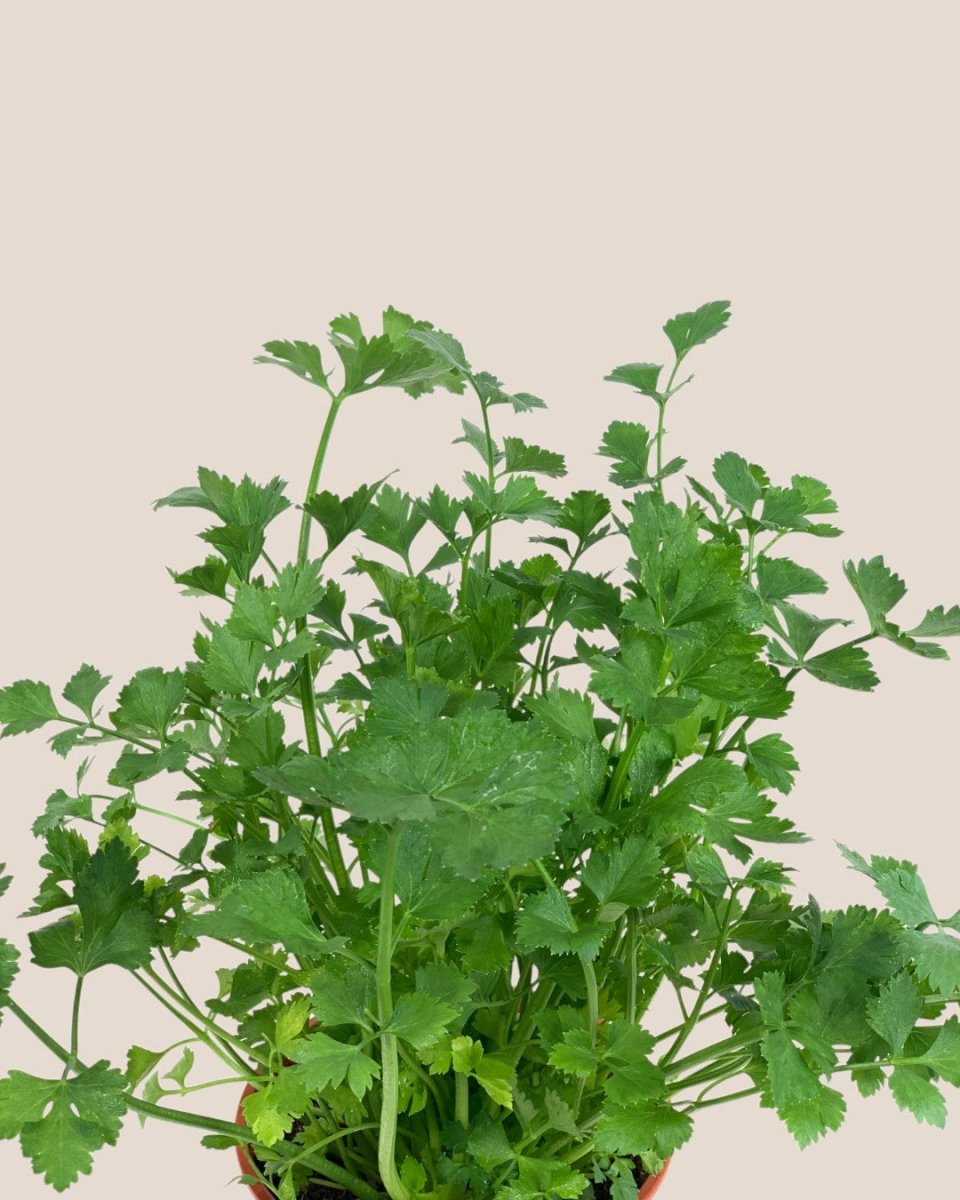 Parsley - grow pot - Potted plant - Tumbleweed Plants - Online Plant Delivery Singapore