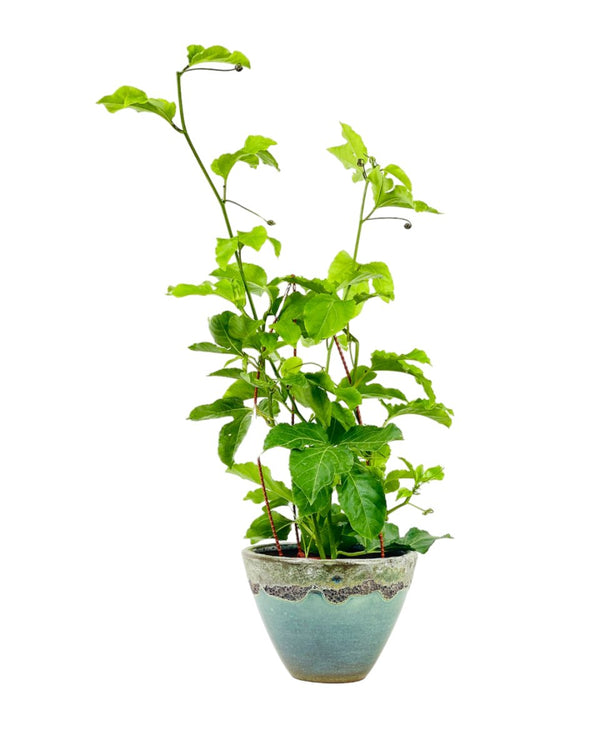 Passion Fruit - grow pot - Potted plant - Tumbleweed Plants - Online Plant Delivery Singapore