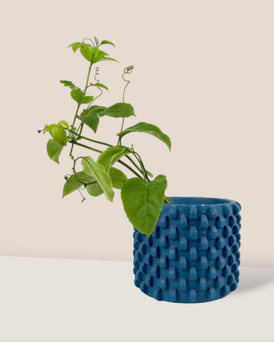 Passion Fruit - grow pot - Potted plant - Tumbleweed Plants - Online Plant Delivery Singapore