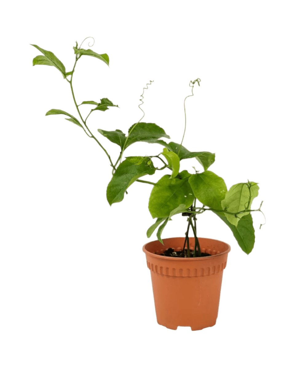 Passion Fruit - Potted plant - POTT - PASS - GRW - 5250 - Tumbleweed Plants - Online Plant Delivery Singapore