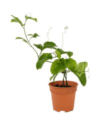 Passion Fruit - Potted plant - POTT - PASS - GRW - 5250 - Tumbleweed Plants - Online Plant Delivery Singapore