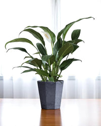 Peace Lily (0.3m) - Potted plant - GIFT - PEAC - 3271 - Tumbleweed Plants - Online Plant Delivery Singapore