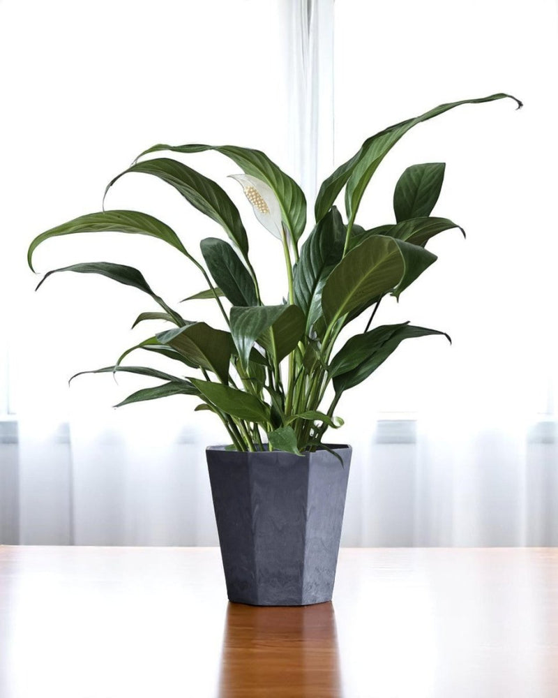 Peace Lily (0.3m) - Potted plant - GIFT - PEAC - 3271 - Tumbleweed Plants - Online Plant Delivery Singapore