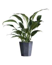 Peace Lily (0.3m) - Potted plant - GIFT - PEAC - 3271 - Tumbleweed Plants - Online Plant Delivery Singapore