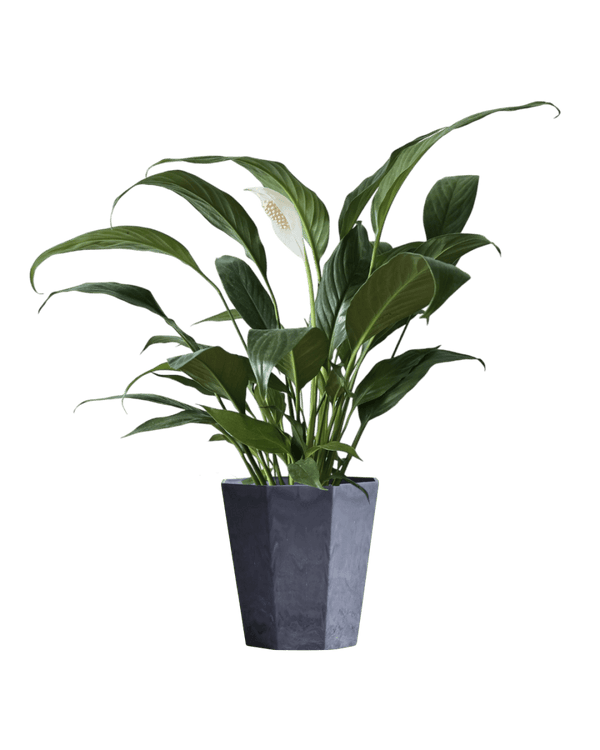 Peace Lily (0.3m) - Potted plant - GIFT - PEAC - 3271 - Tumbleweed Plants - Online Plant Delivery Singapore