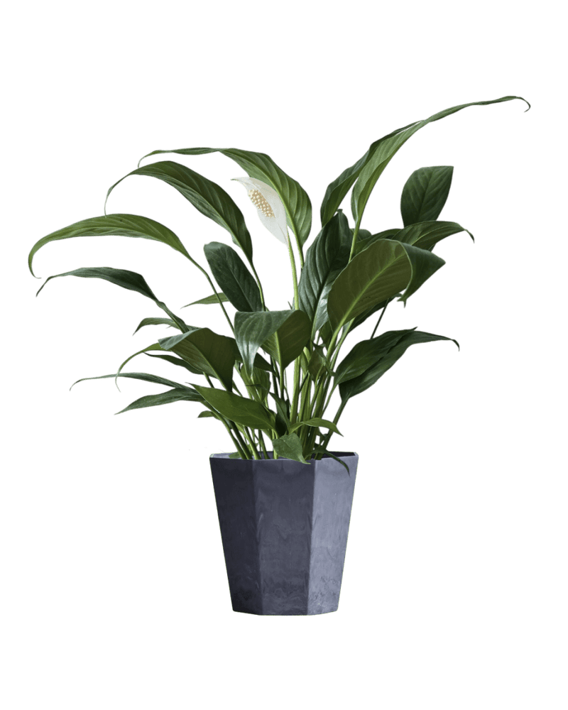 Peace Lily (0.3m) - Potted plant - GIFT - PEAC - 3271 - Tumbleweed Plants - Online Plant Delivery Singapore