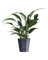 Peace Lily (0.3m)