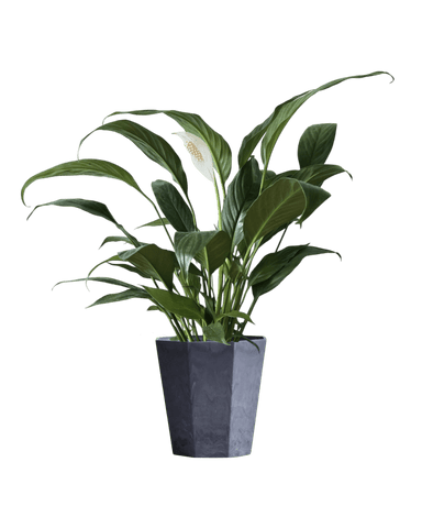 Peace Lily (0.3m)