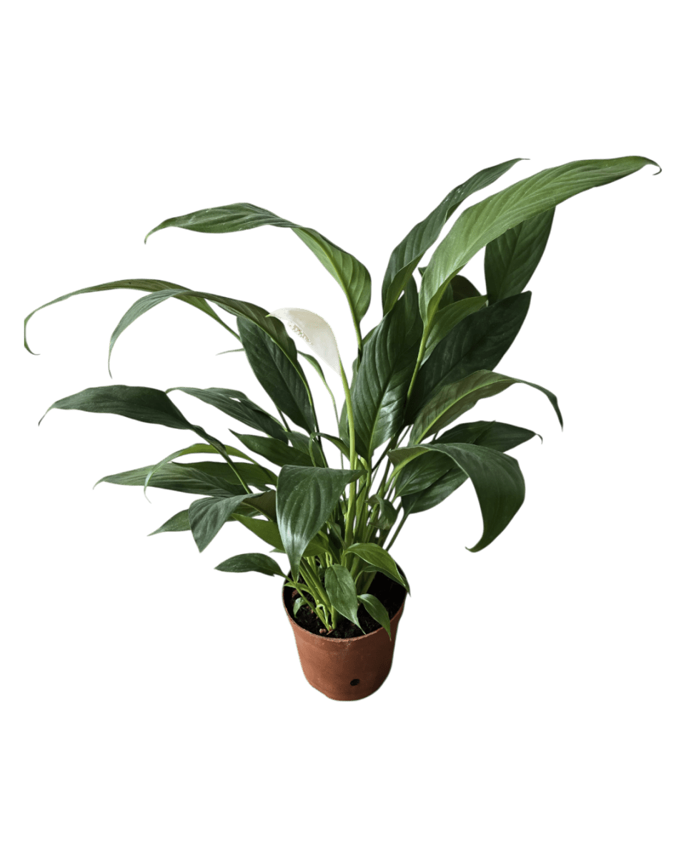 Peace Lily (0.3m) - Potted plant - GIFT - PEAC - 3271 - Tumbleweed Plants - Online Plant Delivery Singapore