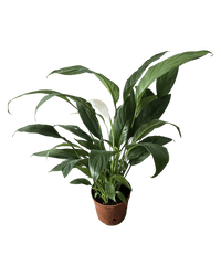 Peace Lily (0.3m) - Potted plant - GIFT - PEAC - 3271 - Tumbleweed Plants - Online Plant Delivery Singapore
