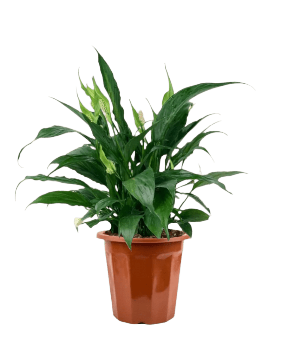 Peace Lily (0.3m) - grow pot - Potted plant - Tumbleweed Plants - Online Plant Delivery Singapore