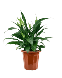 Peace Lily (0.3m) - grow pot - Potted plant - Tumbleweed Plants - Online Plant Delivery Singapore