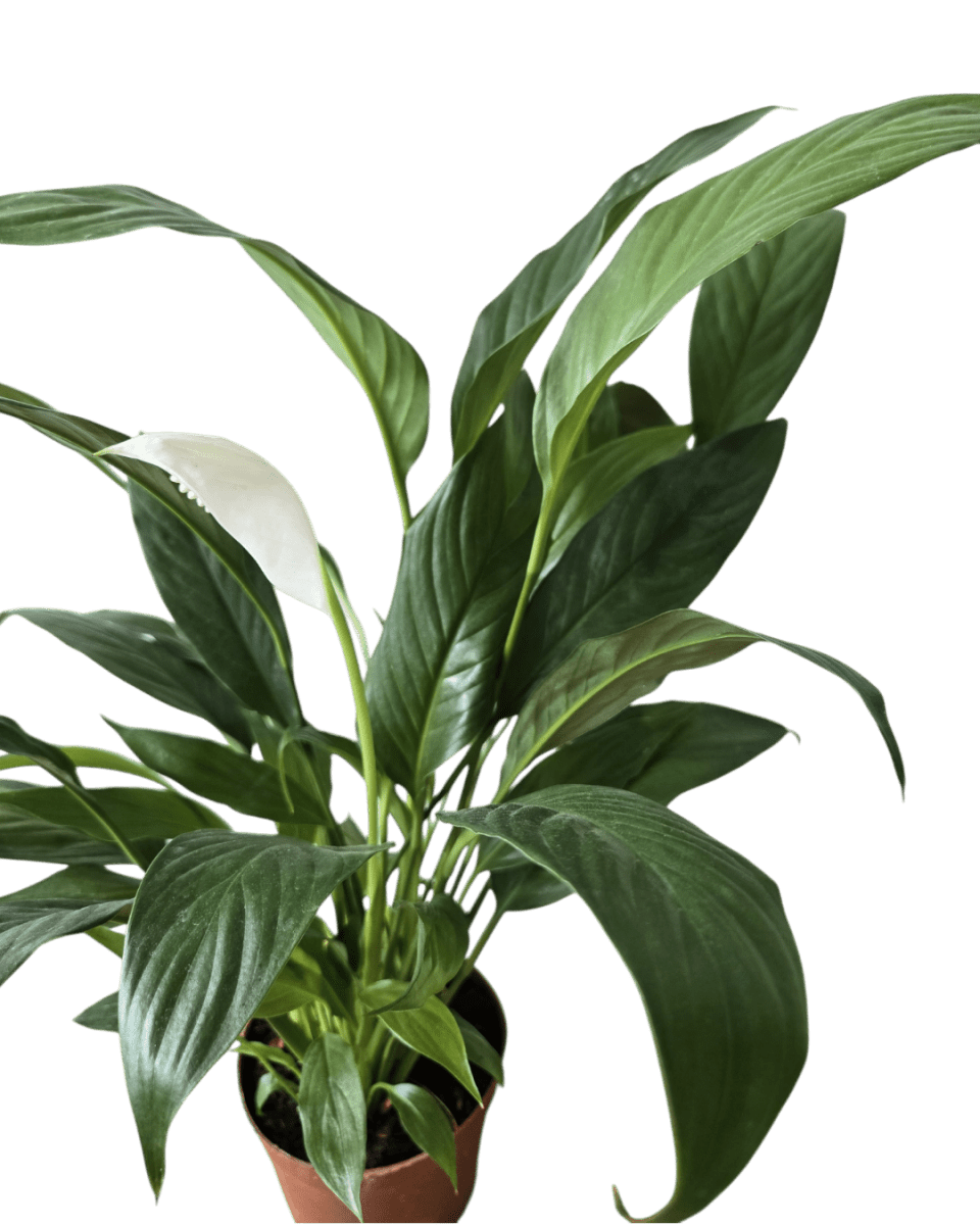 Peace Lily (0.3m) - Potted plant - GIFT - PEAC - 3271 - Tumbleweed Plants - Online Plant Delivery Singapore