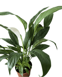 Peace Lily (0.3m) - Potted plant - GIFT - PEAC - 3271 - Tumbleweed Plants - Online Plant Delivery Singapore