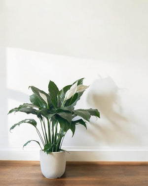 Peace Lily (0.8m) - Potted plant - POTT - PEAC - GRW - 6131 - Tumbleweed Plants - Online Plant Delivery Singapore