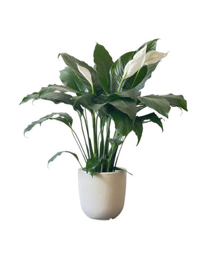 Peace Lily (1.0m) - grow pot - Potted plant - Tumbleweed Plants - Online Plant Delivery Singapore