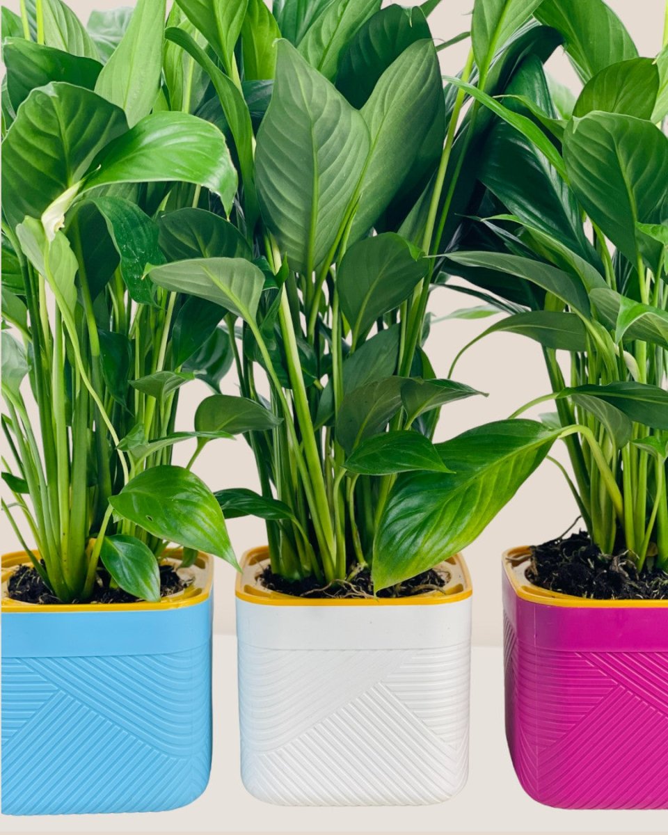 Peace Lily in Self Watering Planter - blue - Potted plant - Tumbleweed Plants - Online Plant Delivery Singapore