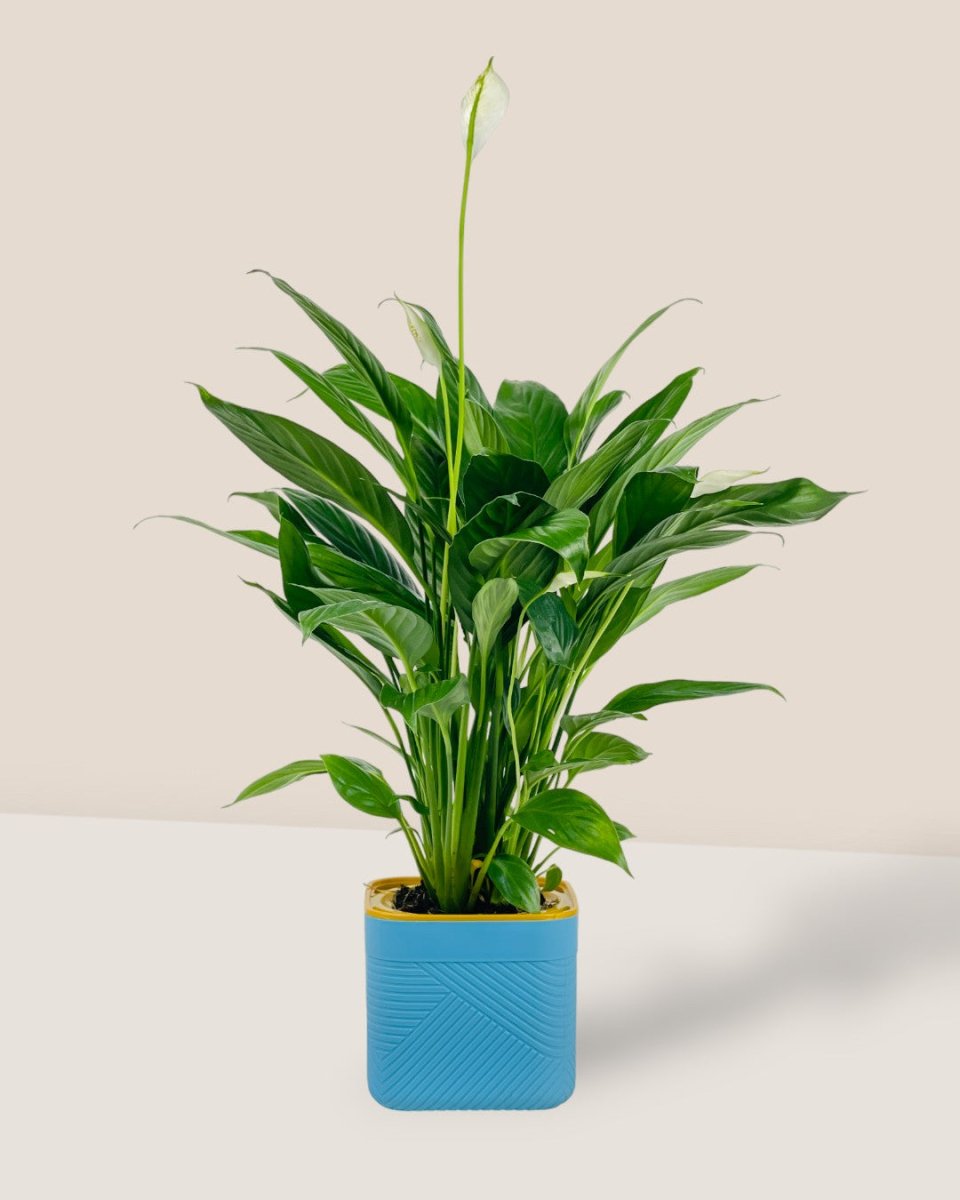 Peace Lily in Self Watering Planter - blue - Potted plant - Tumbleweed Plants - Online Plant Delivery Singapore