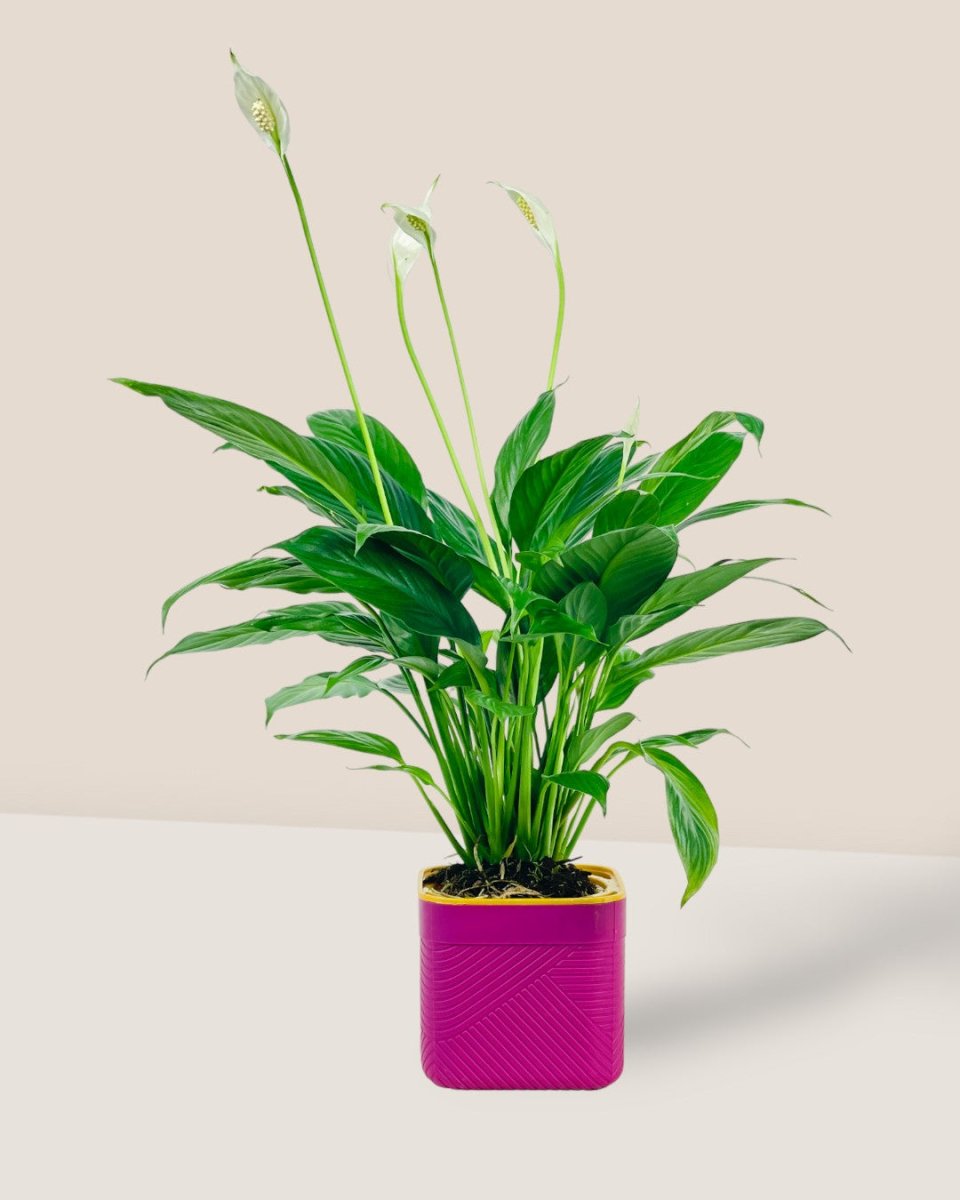 Peace Lily in Self Watering Planter - pink - Potted plant - Tumbleweed Plants - Online Plant Delivery Singapore