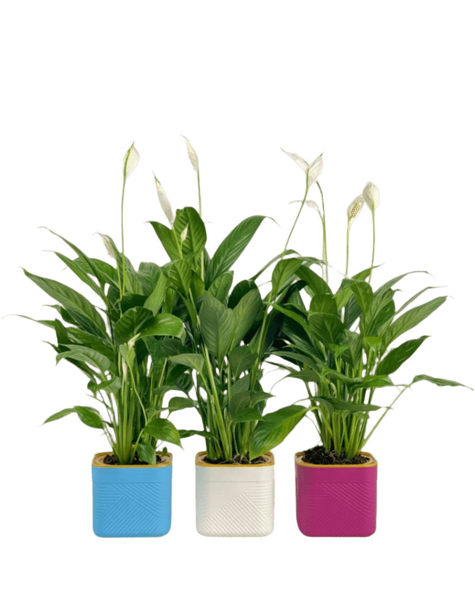 Peace Lily in Self Watering Planter - Potted plant - Tumbleweed Plants - Online Plant Delivery Singapore